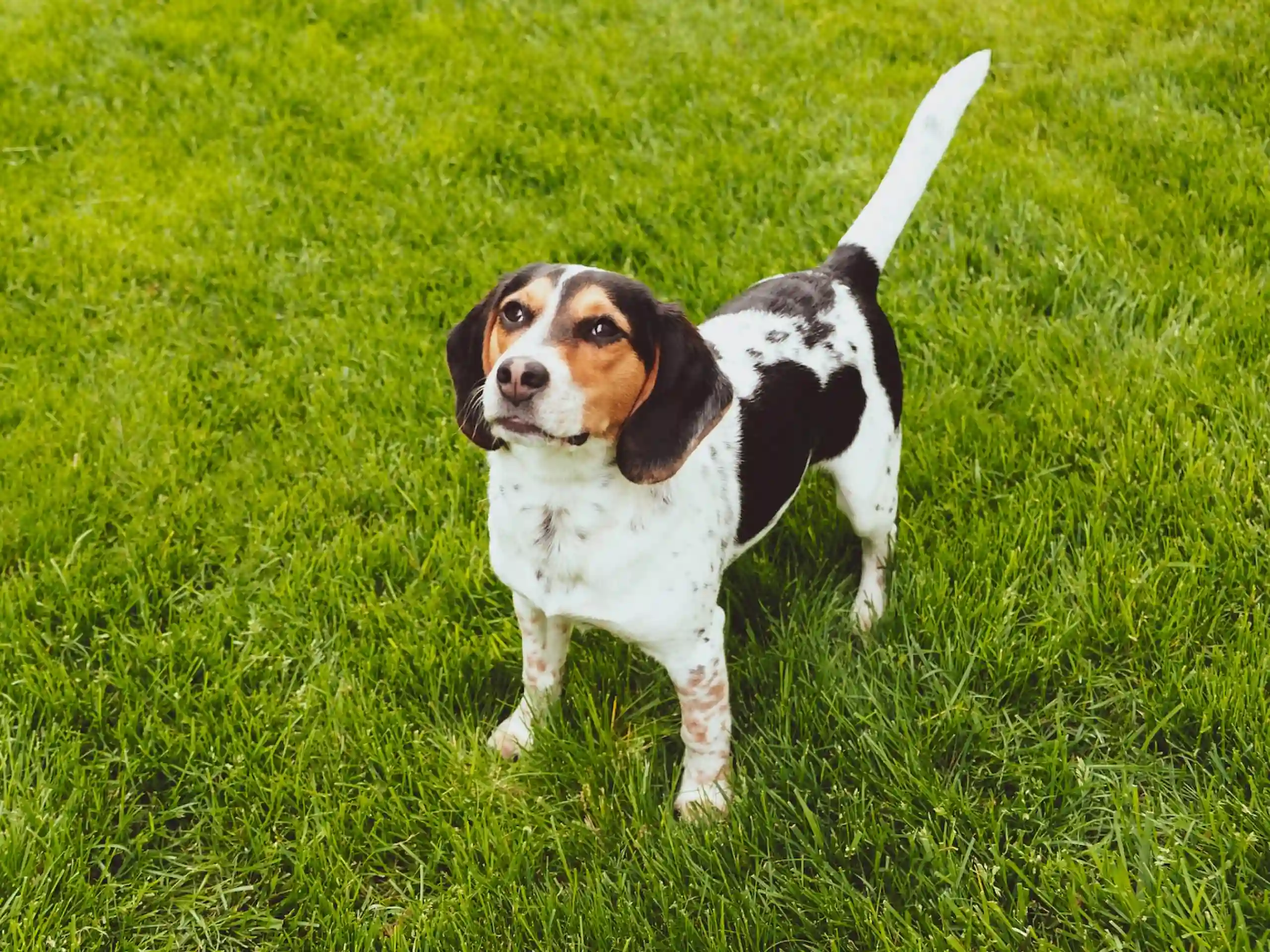 Enrofloxacin might be the solution to your dog’s infection